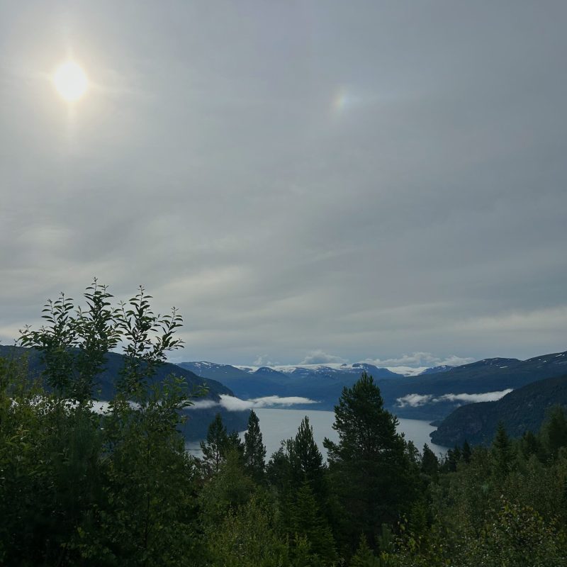 a tree with a mountain in the background