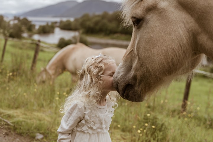 a close up of a horse